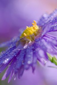 Preview wallpaper flower, drops, macro, purple