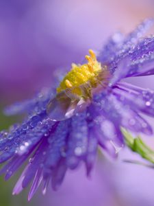 Preview wallpaper flower, drops, macro, purple