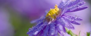 Preview wallpaper flower, drops, macro, purple