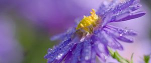 Preview wallpaper flower, drops, macro, purple