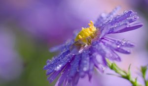Preview wallpaper flower, drops, macro, purple