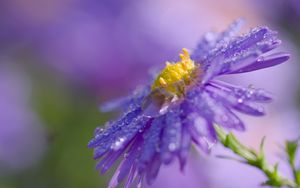 Preview wallpaper flower, drops, macro, purple