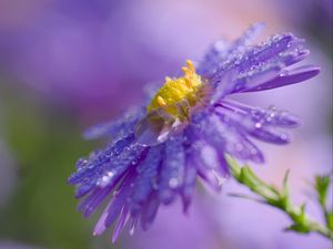 Preview wallpaper flower, drops, macro, purple