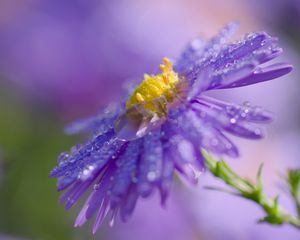 Preview wallpaper flower, drops, macro, purple