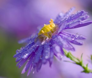 Preview wallpaper flower, drops, macro, purple