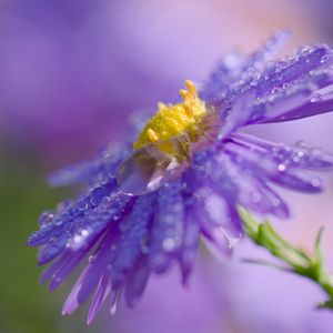 Preview wallpaper flower, drops, macro, purple