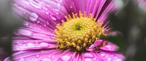 Preview wallpaper flower, drops, macro, wet, purple