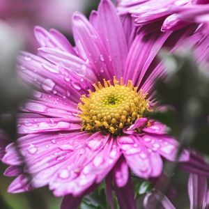 Preview wallpaper flower, drops, macro, wet, purple