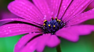 Preview wallpaper flower, drops, macro, purple, wet