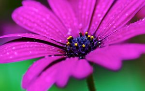 Preview wallpaper flower, drops, macro, purple, wet