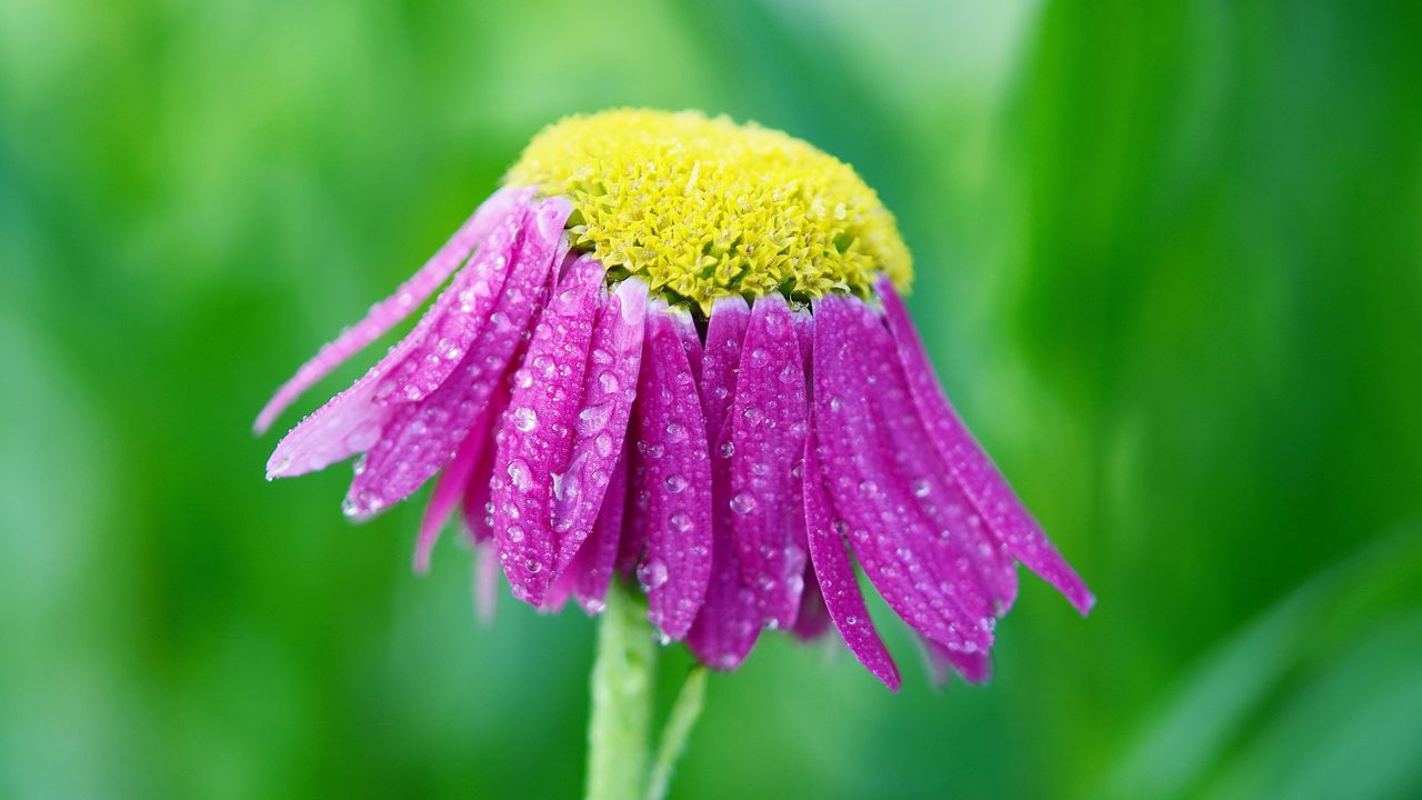 Wallpaper flower, drops, petals