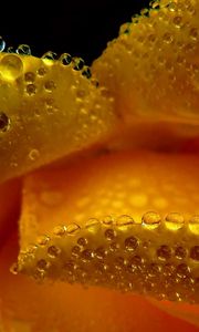 Preview wallpaper flower, drops, petals, close-up