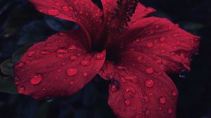 Preview wallpaper flower, drops, petals