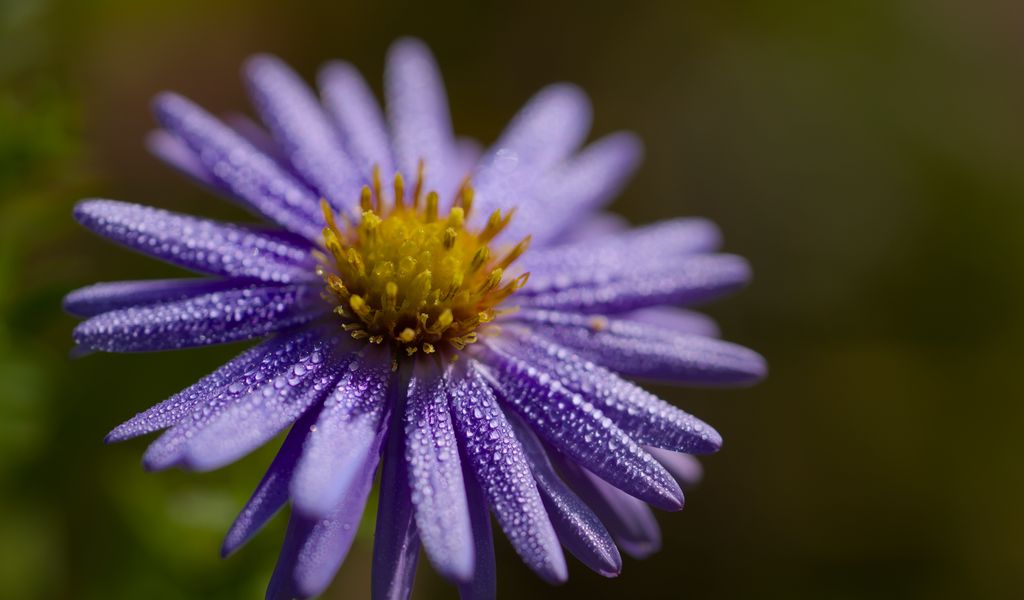 1024x600 Wallpaper flower, drops, petals, macro, purple, blur