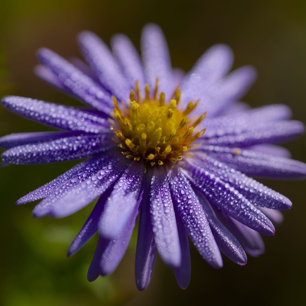 1280x1280 Wallpaper flower, drops, petals, macro, purple, blur
