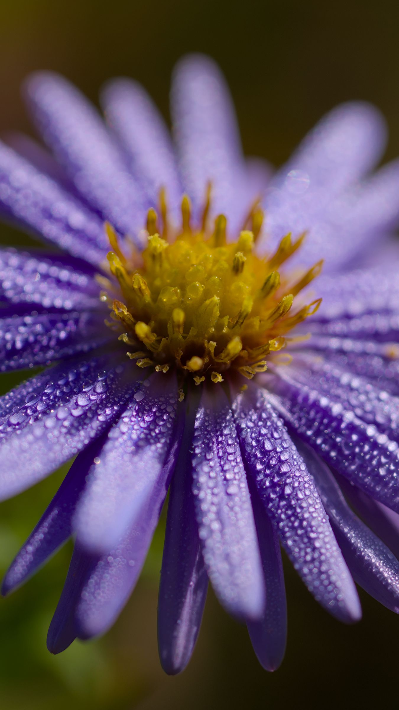 1350x2400 Wallpaper flower, drops, petals, macro, purple, blur