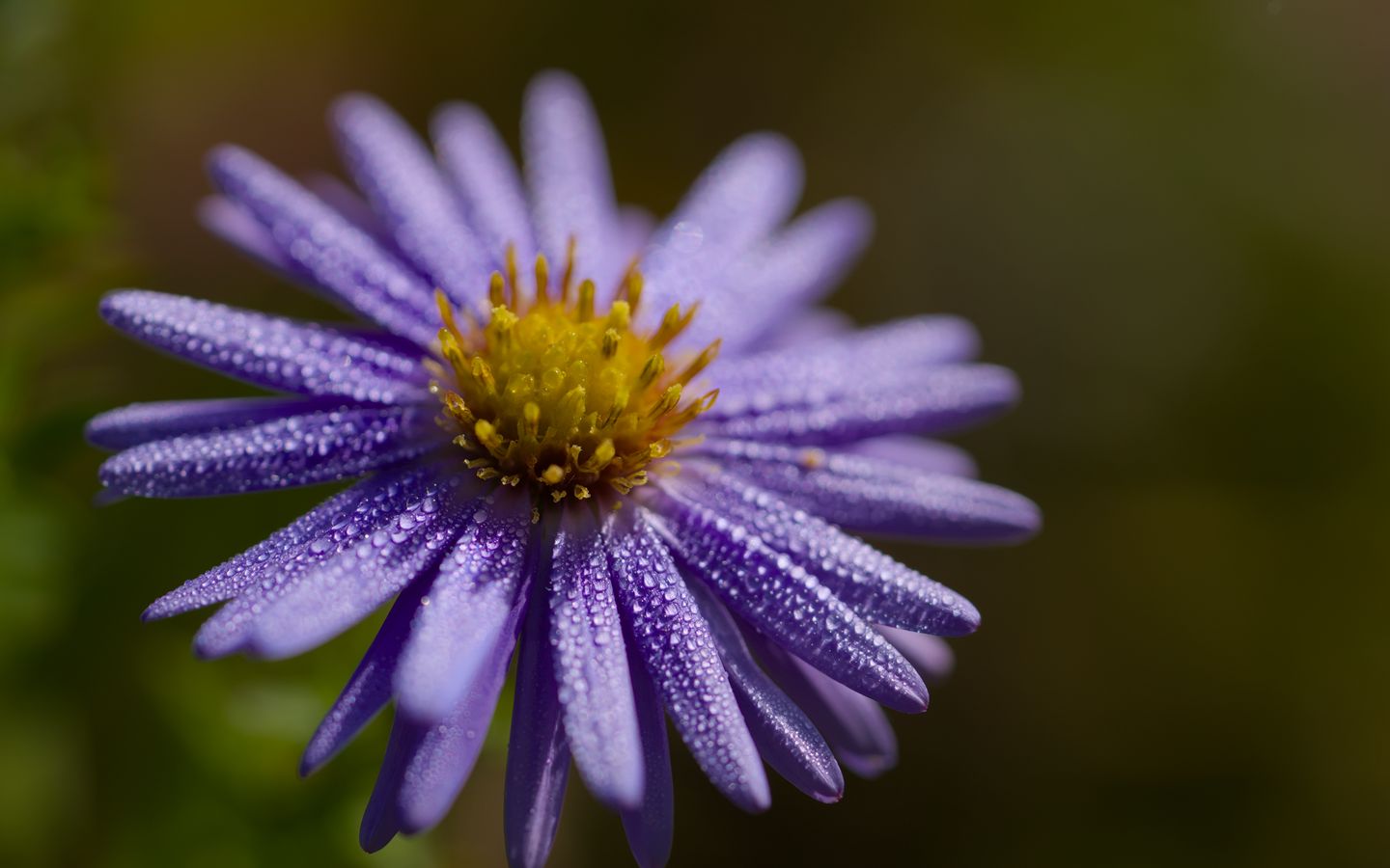 1440x900 Wallpaper flower, drops, petals, macro, purple, blur