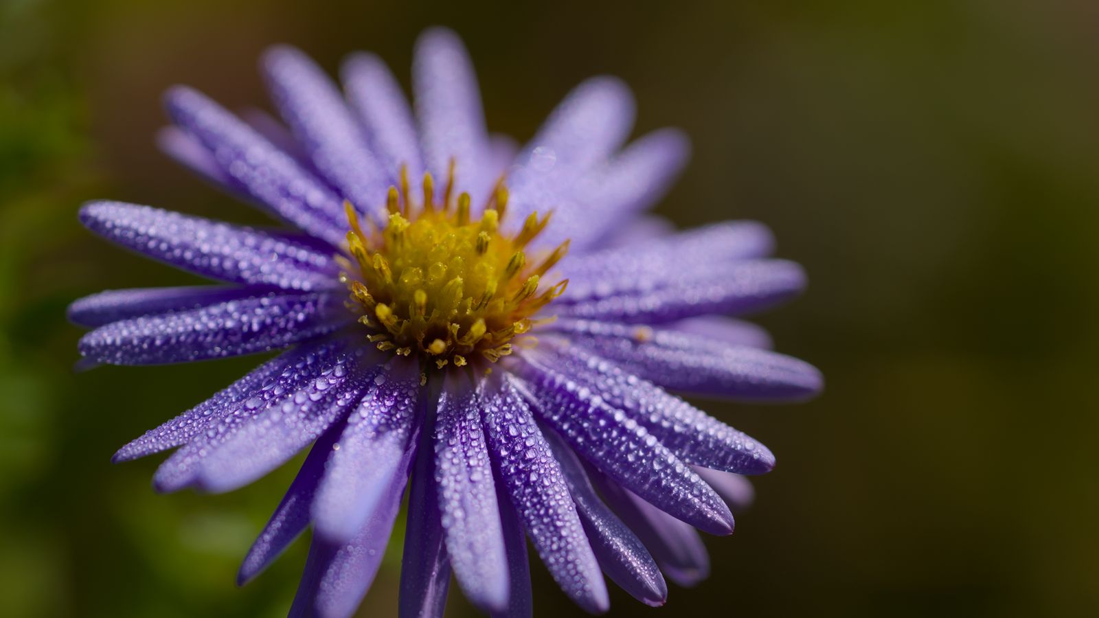 1600x900 Wallpaper flower, drops, petals, macro, purple, blur