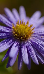 Preview wallpaper flower, drops, petals, macro, purple, blur