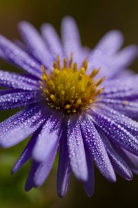 Preview wallpaper flower, drops, petals, macro, purple, blur