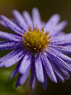 240x320 Wallpaper flower, drops, petals, macro, purple, blur
