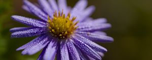 Preview wallpaper flower, drops, petals, macro, purple, blur