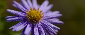 Preview wallpaper flower, drops, petals, macro, purple, blur