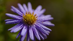 Preview wallpaper flower, drops, petals, macro, purple, blur