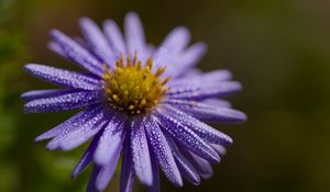 Preview wallpaper flower, drops, petals, macro, purple, blur