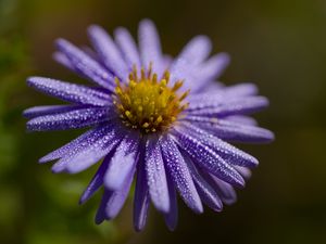 Preview wallpaper flower, drops, petals, macro, purple, blur