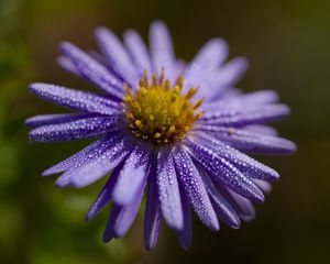 Preview wallpaper flower, drops, petals, macro, purple, blur