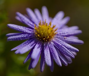 Preview wallpaper flower, drops, petals, macro, purple, blur