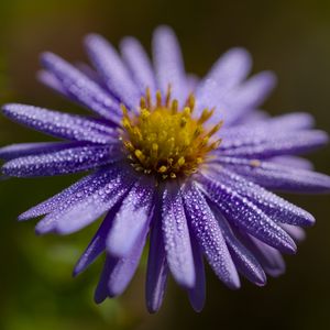 Preview wallpaper flower, drops, petals, macro, purple, blur