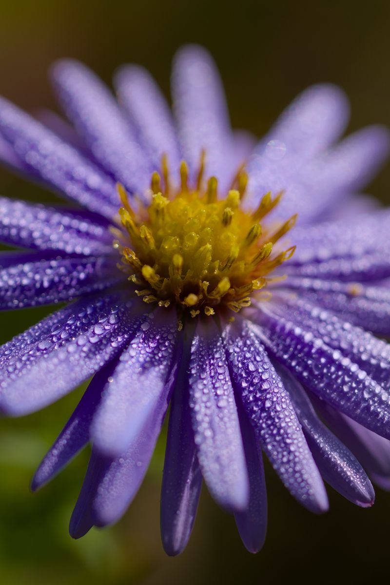 800x1200 Wallpaper flower, drops, petals, macro, purple, blur