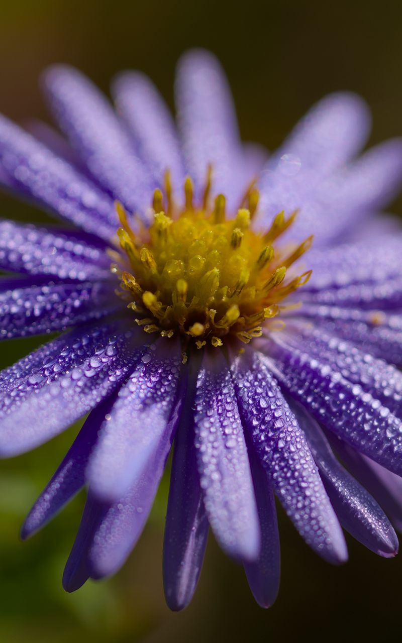 800x1280 Wallpaper flower, drops, petals, macro, purple, blur