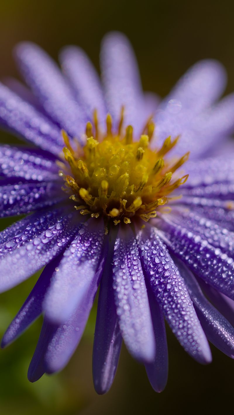 800x1420 Wallpaper flower, drops, petals, macro, purple, blur