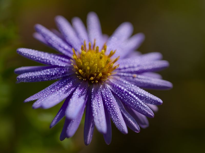 800x600 Wallpaper flower, drops, petals, macro, purple, blur