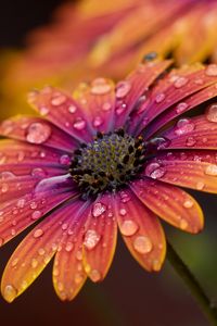 Preview wallpaper flower, drops, petals, macro, water