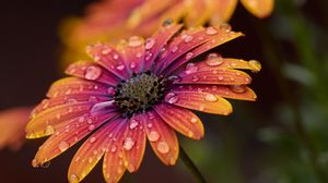 Preview wallpaper flower, drops, petals, macro, water