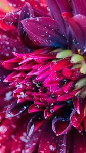 Preview wallpaper flower, drops, petals, water, macro, red