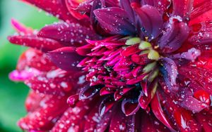 Preview wallpaper flower, drops, petals, water, macro, red