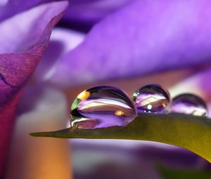 Preview wallpaper flower, drops, petals, dew