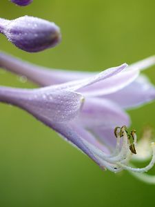 Preview wallpaper flower, drops, petals, background, plant