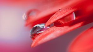 Preview wallpaper flower, drops, petals, red