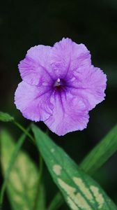 Preview wallpaper flower, drops, shadow, grass, leaves