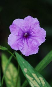 Preview wallpaper flower, drops, shadow, grass, leaves