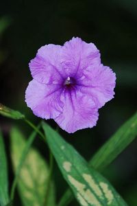 Preview wallpaper flower, drops, shadow, grass, leaves