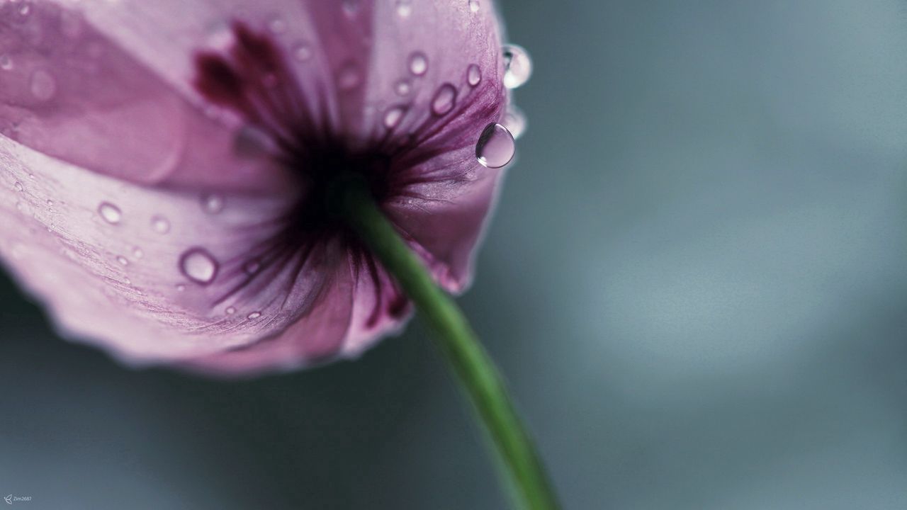 Wallpaper flower, drops, stem, petals hd, picture, image