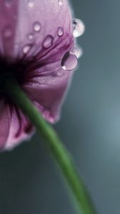 Preview wallpaper flower, drops, stem, petals