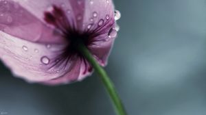 Preview wallpaper flower, drops, stem, petals